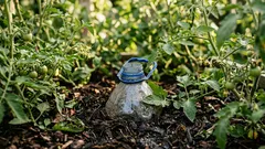 Ik heb 20 flessen van vijf liter in een kas begraven — de tomaten groeien uitstekend, de wortels zijn drie keer zo lang